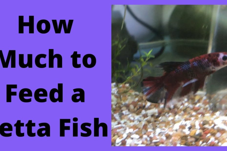 How Much To Feed A Betta Fish - Youtube