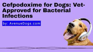 Cefpodoxime For Dogs: Vet-Approved For Bacterial Infections - Avenue Dogs