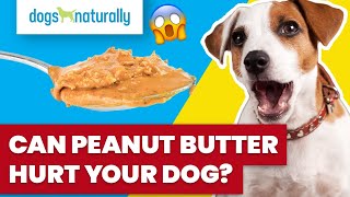 Can Peanut Butter Hurt Your Dog? - Youtube