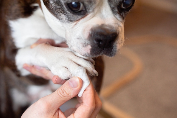Help! My Dog Ripped A Nail Off! - Dr. Buzby'S Toegrips For Dogs