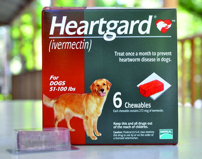 can-proheart-6-safely-treat-heartworm-positive-dogs