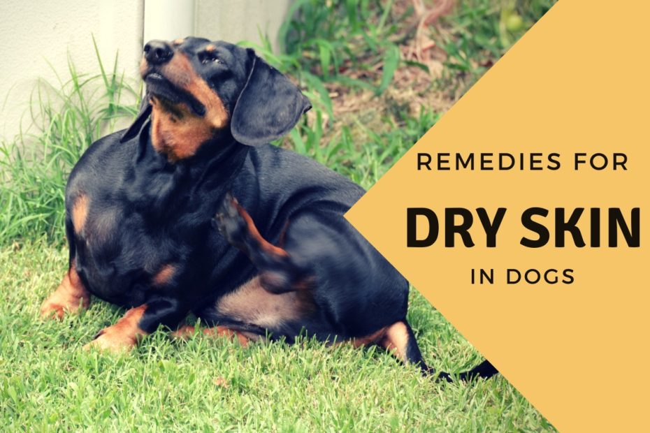 Effective Home Remedies For A Dog With Dry Skin - Pethelpful