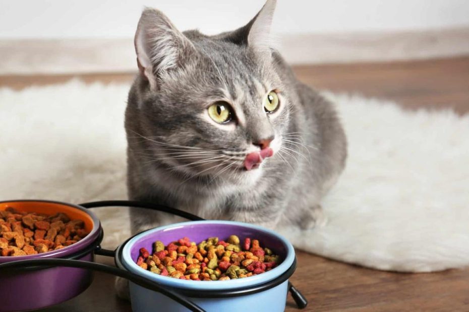 Can Cats Eat Dog Food? And Is It Bad? - Az Animals