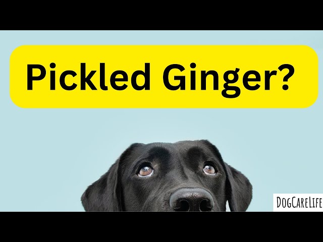 Can Dogs Eat Pickled Ginger? - Youtube