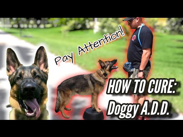 German Shepherd Won'T Pay Attention! How To Cure Dog With Attention Deficit  Disorder Or A.D.D. - Youtube